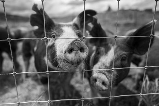 Black and white close-up of pigs looking through a wire fence.