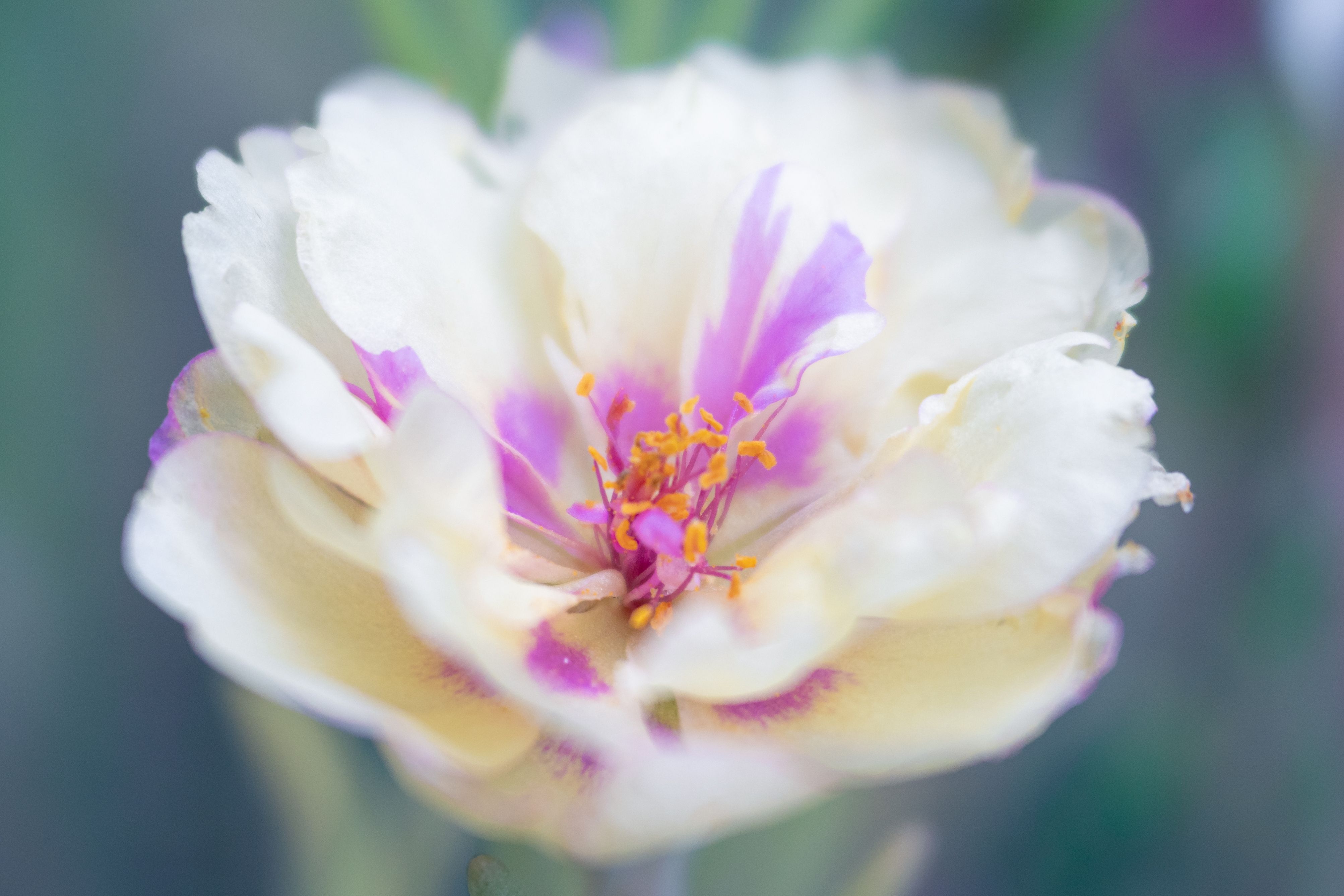 Close-up Photo of a White and Purple Flower · Free Stock Photo