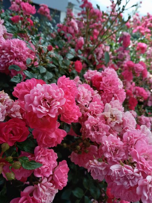 Free A close-up of vibrant pink roses blooming outdoors with a low angle shot capturing the lush petals. Stock Photo