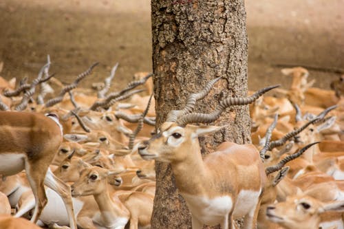 Fotobanka s bezplatnými fotkami na tému #featured_wildlife #animals_illife # natureworld_n