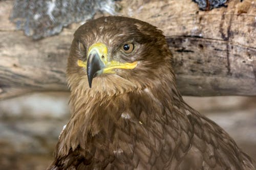 Fotos de stock gratuitas de águila, águila de guerra, águilas