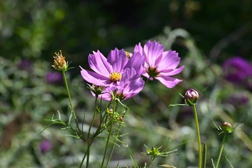 Бесплатное стоковое фото с крупный план, пурпурные цветы, флора