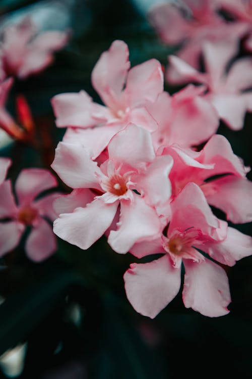Foto stok gratis benang sari, bunga-bunga, fokus selektif