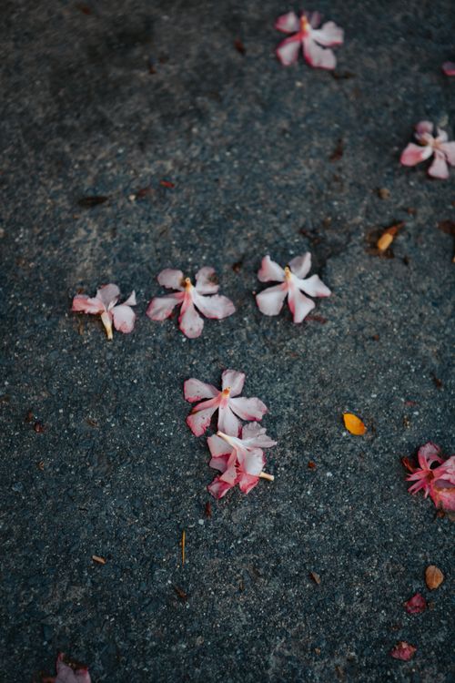 Free Pink flowers scattered on a dark textured surface, evoking a serene and contemplative mood. Stock Photo
