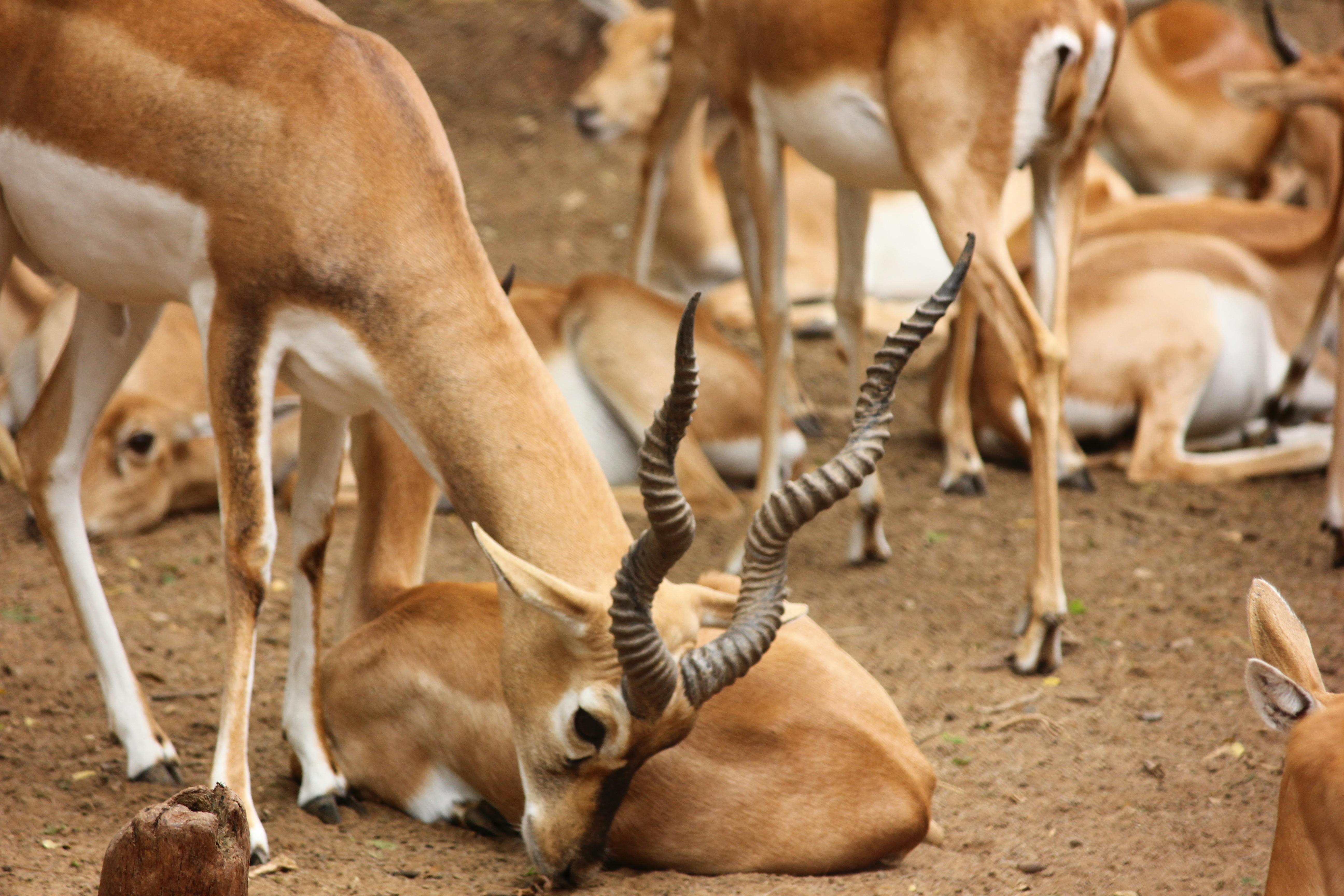 Kostenlose Bilder von NAUSHIL · Pexels