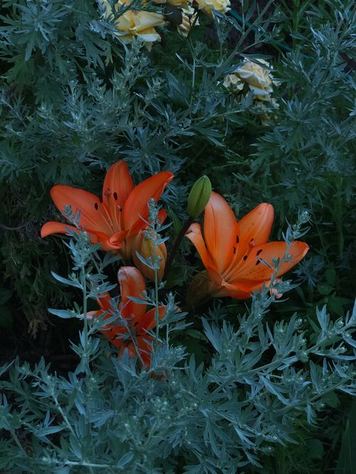Free Close-up of vibrant orange lilies surrounded by lush green foliage, showcasing nature's beauty. Stock Photo