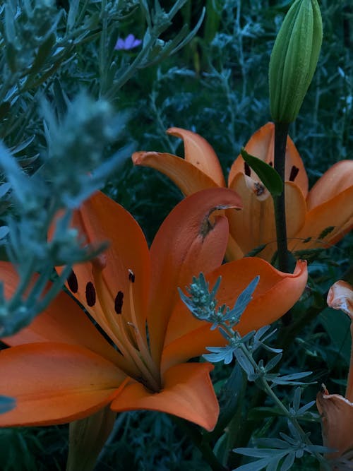 Darmowe zdjęcie z galerii z botaniczny, flora, kwiaty