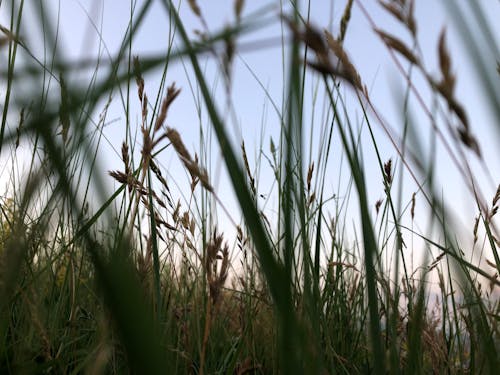 Grass in the Evening