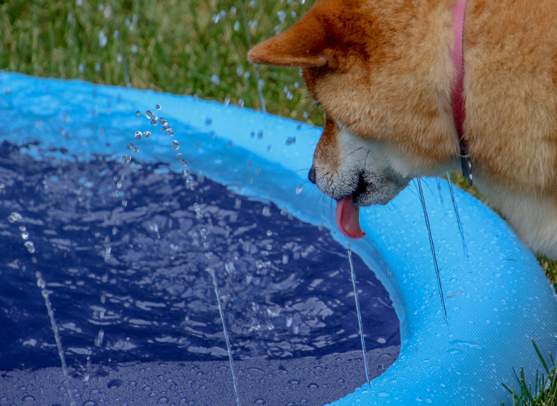 Dog Trying to Drink From Fountain