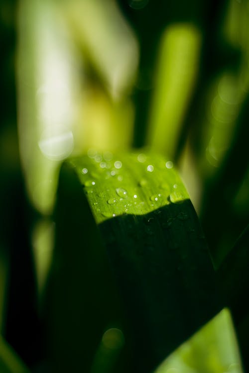Photograph of Water Droplets on a Green Leaf