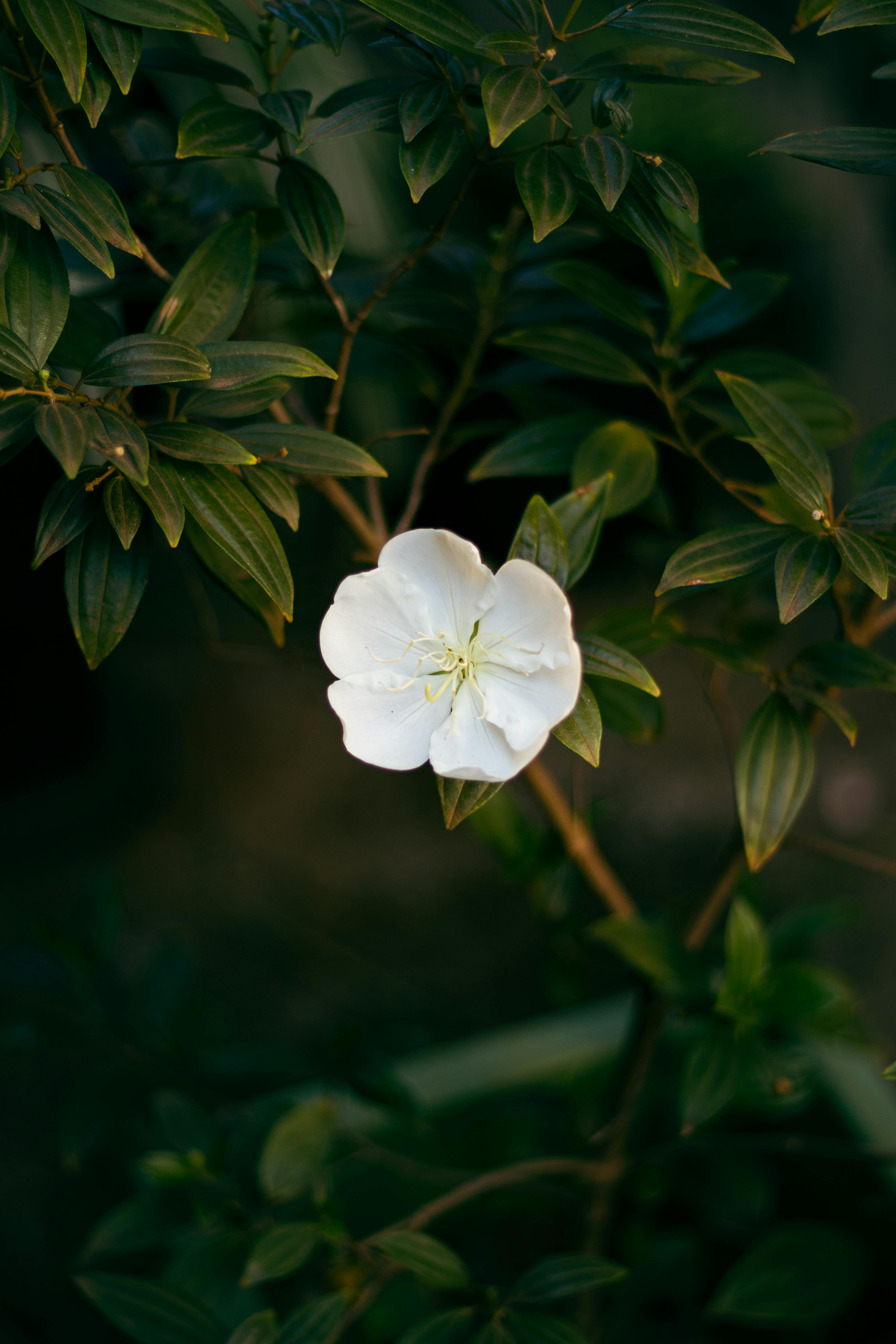 Close-up of a white flower on a plant with green leaves in Goiás, Brazil, captured outdoors.