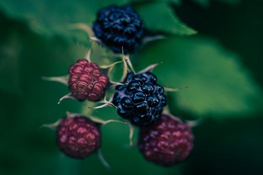 Blue Berries on Green Leaf