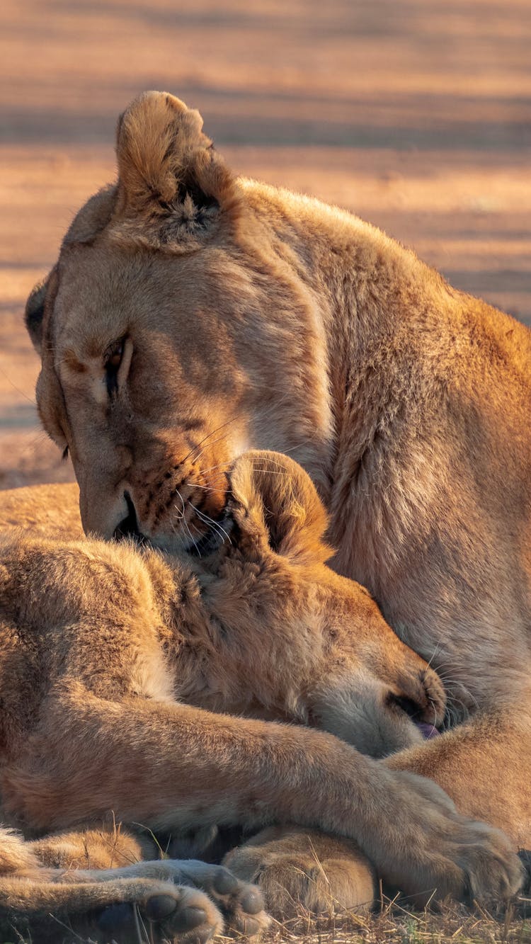 Lioness Lying With A Cub