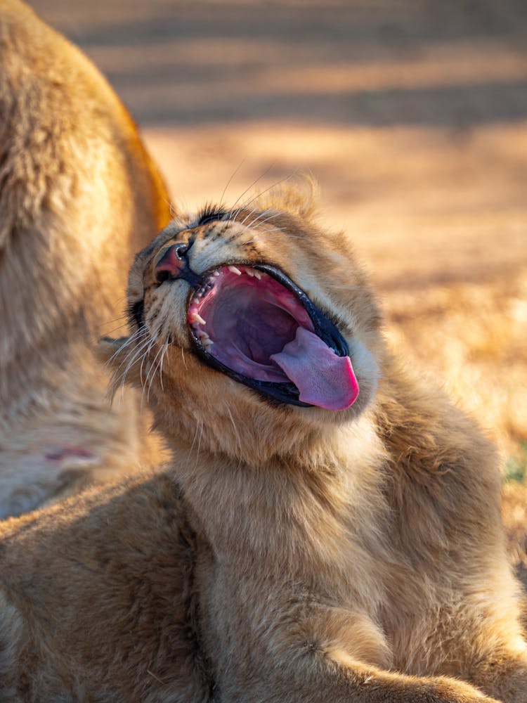 Lion Cub Lying Beside A Lioness