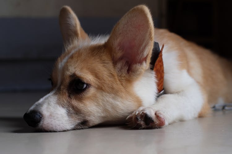 A Dog Lying On The Floor 