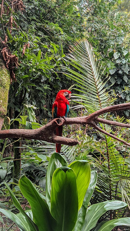 Δωρεάν στοκ φωτογραφιών με aian, κατακόρυφη λήψη, κόκκινο macaw Φωτογραφία από στοκ φωτογραφιών