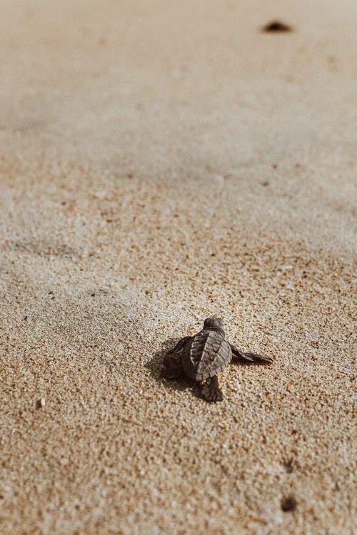 Free A baby sea turtle making its journey across the sand towards the ocean in Puerto Escondido. Stock Photo