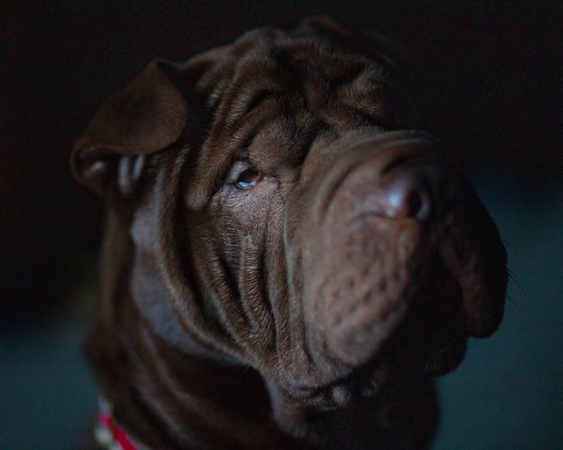 Chinese Shar-Pei dog training guide - Loyal, Independent, Calm Non-Sporting breed from China