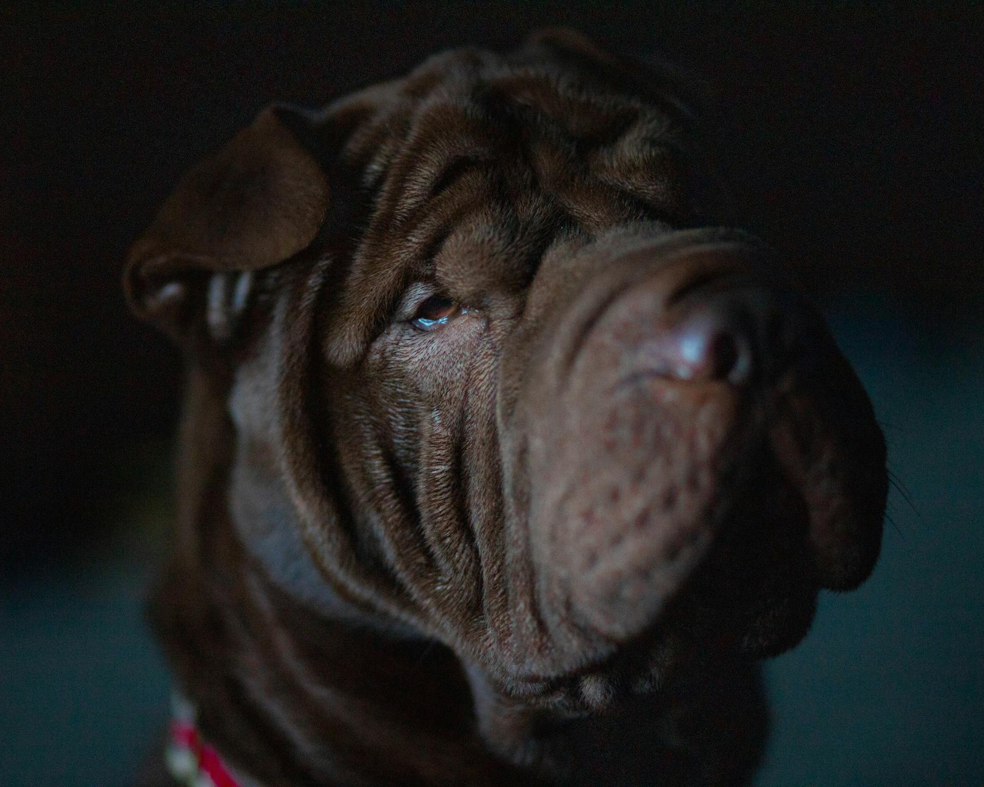 Close-Up Shot of a Shar Pei Dog