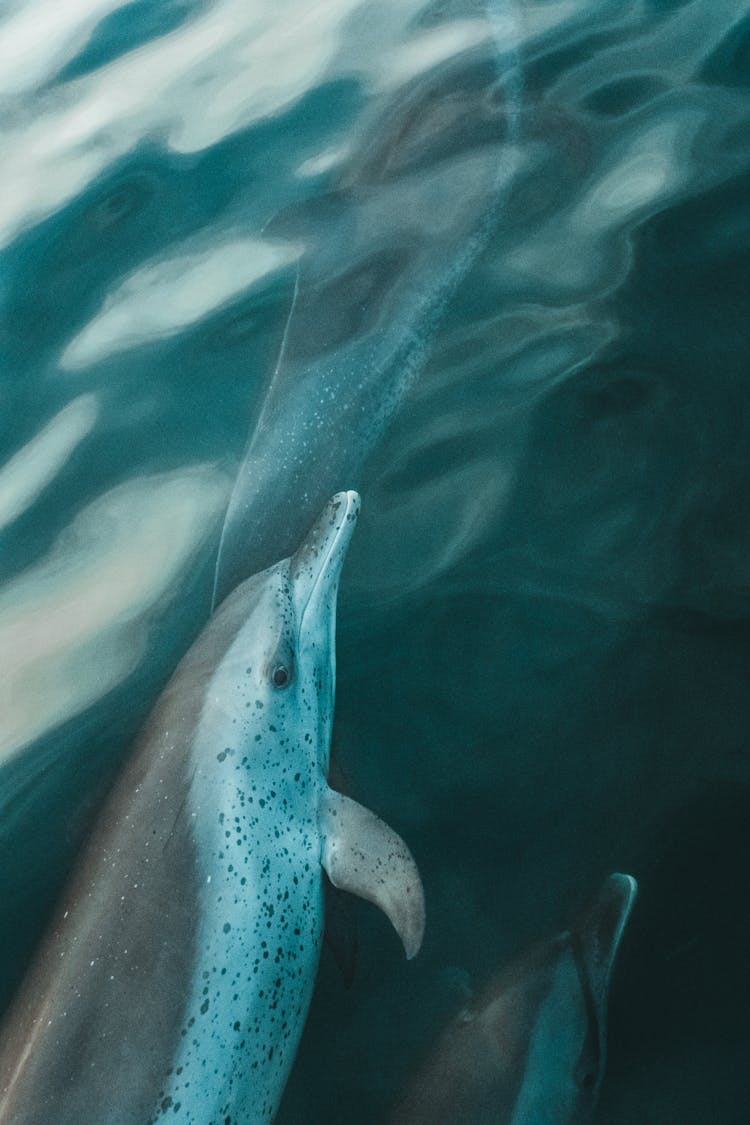 High Angle View Of Dolphins Swimming Beneath The Surface Of The Sea