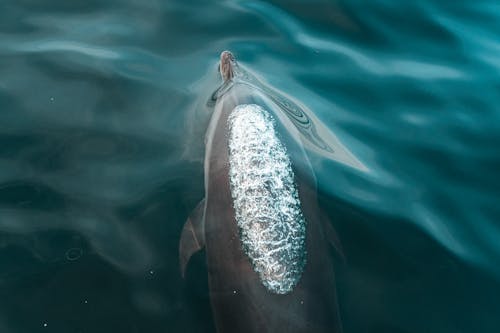 Gratis lagerfoto af delfin, dyr, dyrefotografering