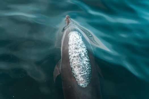 A stunning image of a dolphin gracefully swimming in clear blue ocean water, showcasing nature's beauty.