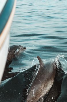 Two dolphins gracefully surfacing near a boat in the ocean, showing dynamic water movements.
