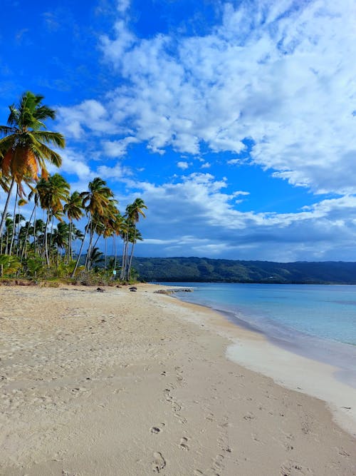 Beach with Coconut Trees