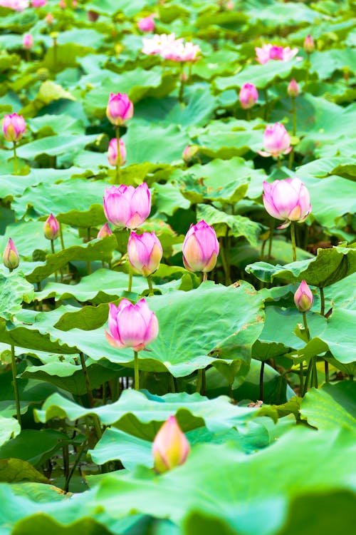 Lotus Flowers in Bloom
