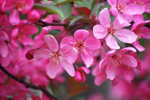 Flowers in Close Up Photography