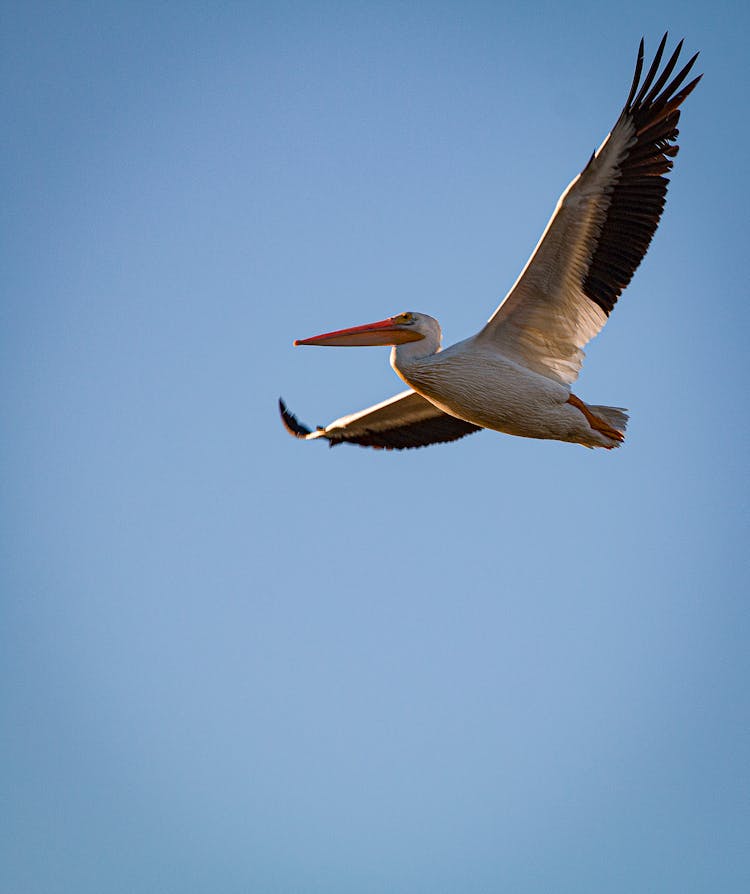 White Pelican Bird Flying On Blue Sky