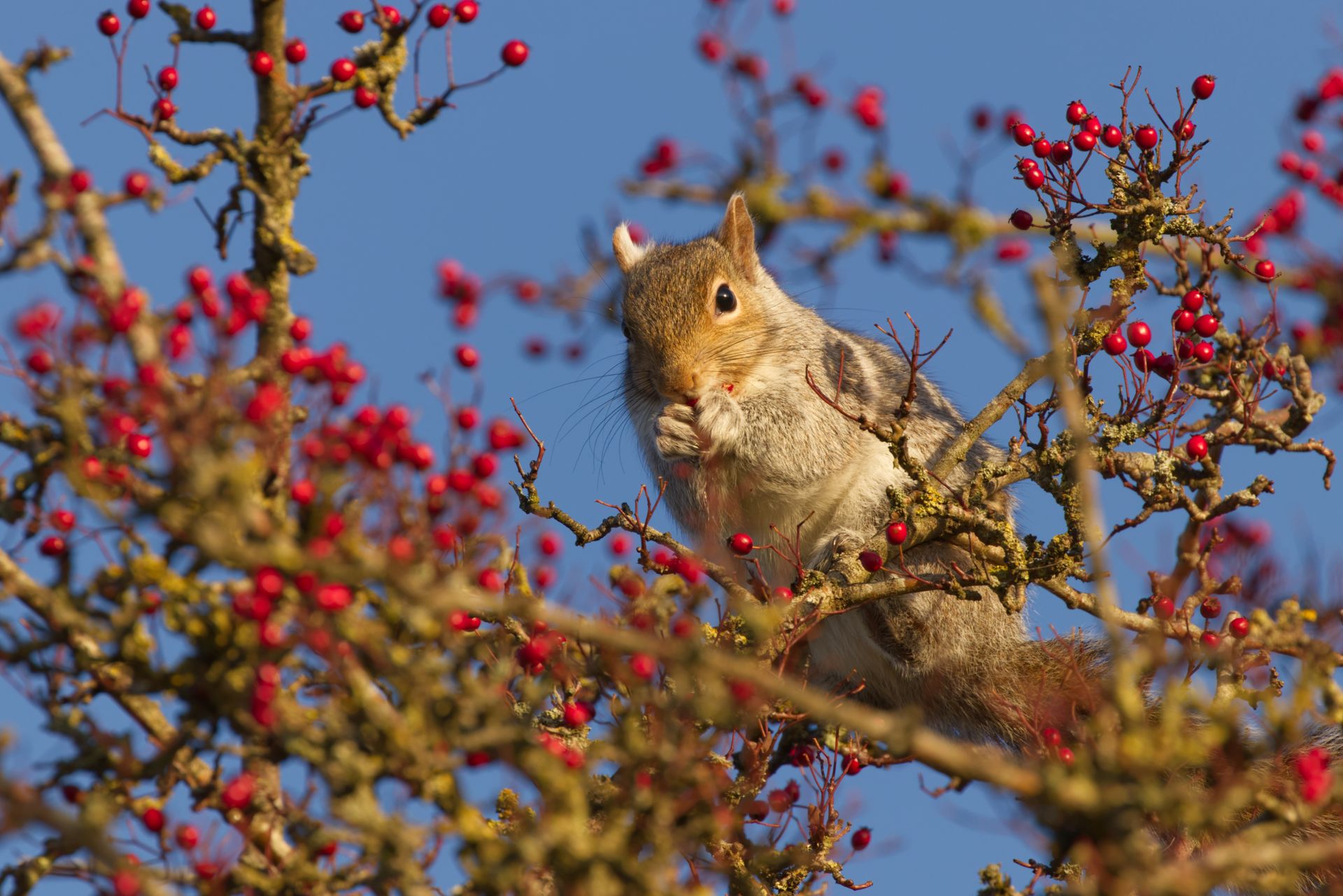 Close-up of a grey squirrel in an autumn tree, eating red berries against a clear blue sky.