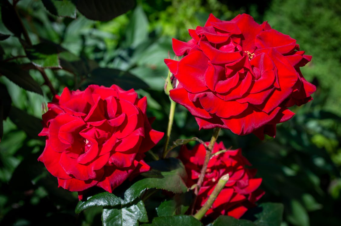 Red Beautiful Roses in Bloom · Free Stock Photo