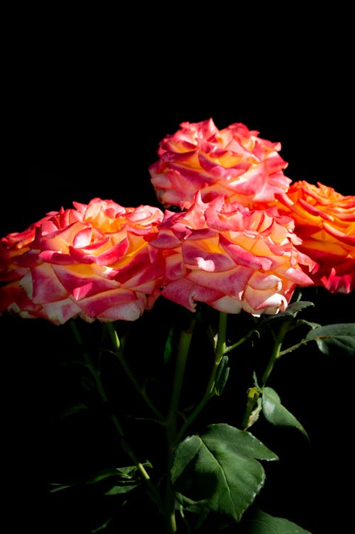 Close Up Photo of Garden Roses