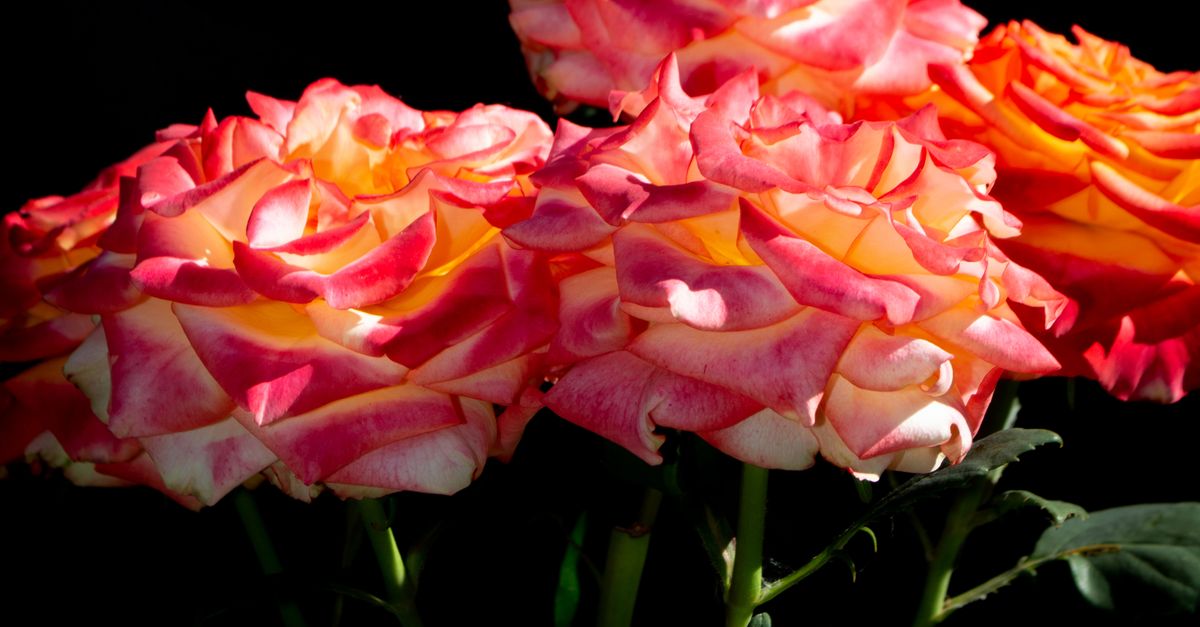 Gen Roses Close Up Photo of Garden Roses · Free Stock Photo