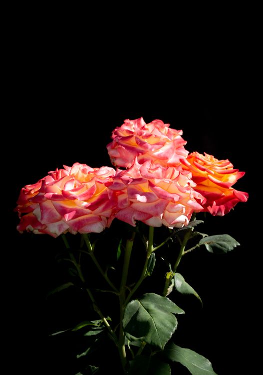 Green Roses Black Background Close-up of Roses on Black Background · Free Stock Photo