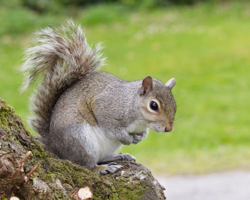 Grey Squirrel Sitting on Tree Trunk