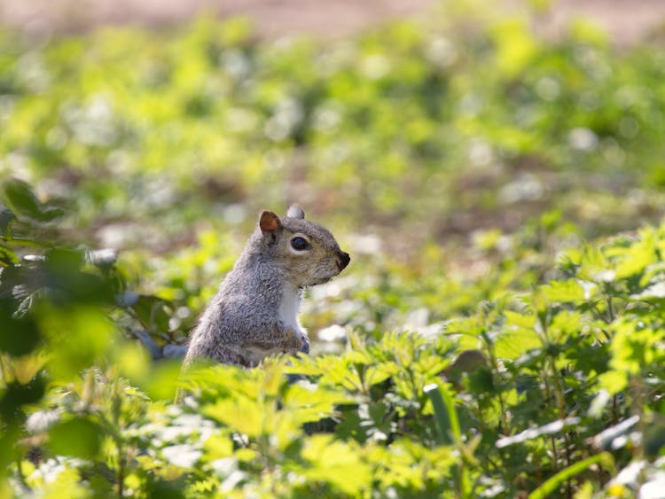 Squirrel Between Plants And Leaves