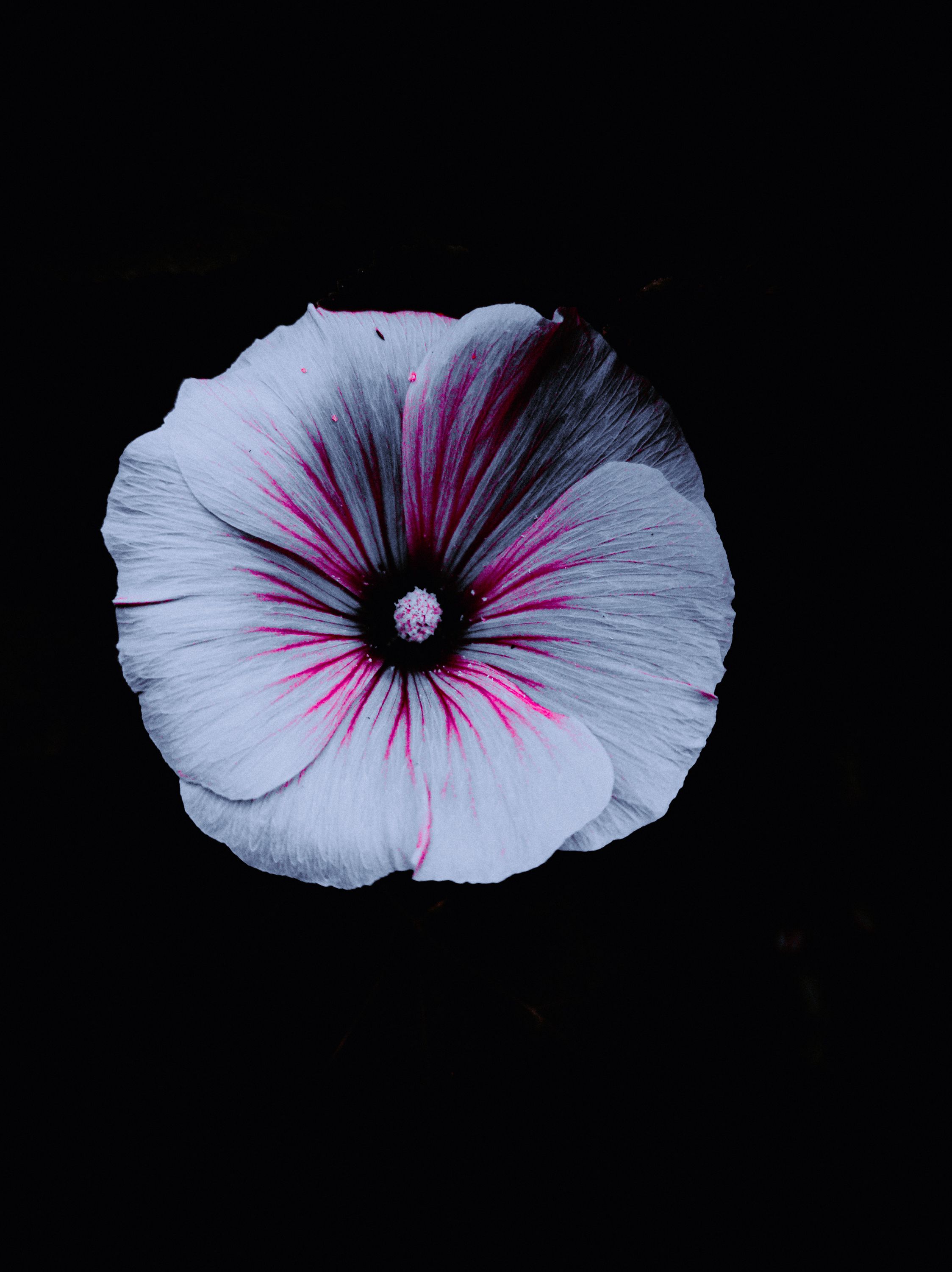 A striking white flower with pink accents against a black background, showcasing minimalist beauty.