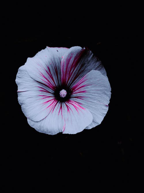 Foto profissional grátis de descomplicado, fechar-se, flor branca