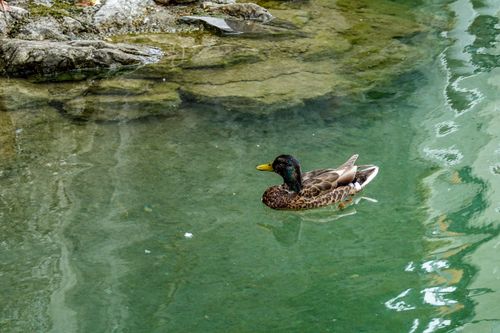 Free A close-up view of a mallard duck gracefully swimming in clear, calm waters. Stock Photo