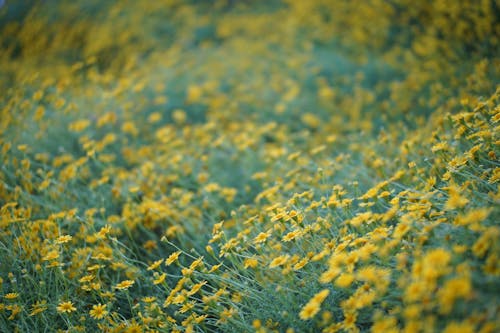 Blooming Yellow Daisies