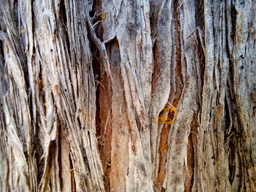 Gratis lagerfoto af bark, mønster, tæt på Lagerfoto