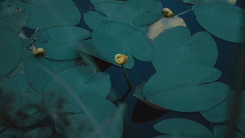 Close-up of Water Lilies