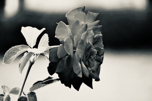 Flower in Black and White