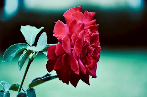 Free Blooming Red Rose Stock Photo