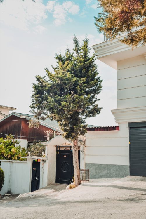Free A city scene featuring a tall tree near an entrance gate in a residential area. Stock Photo
