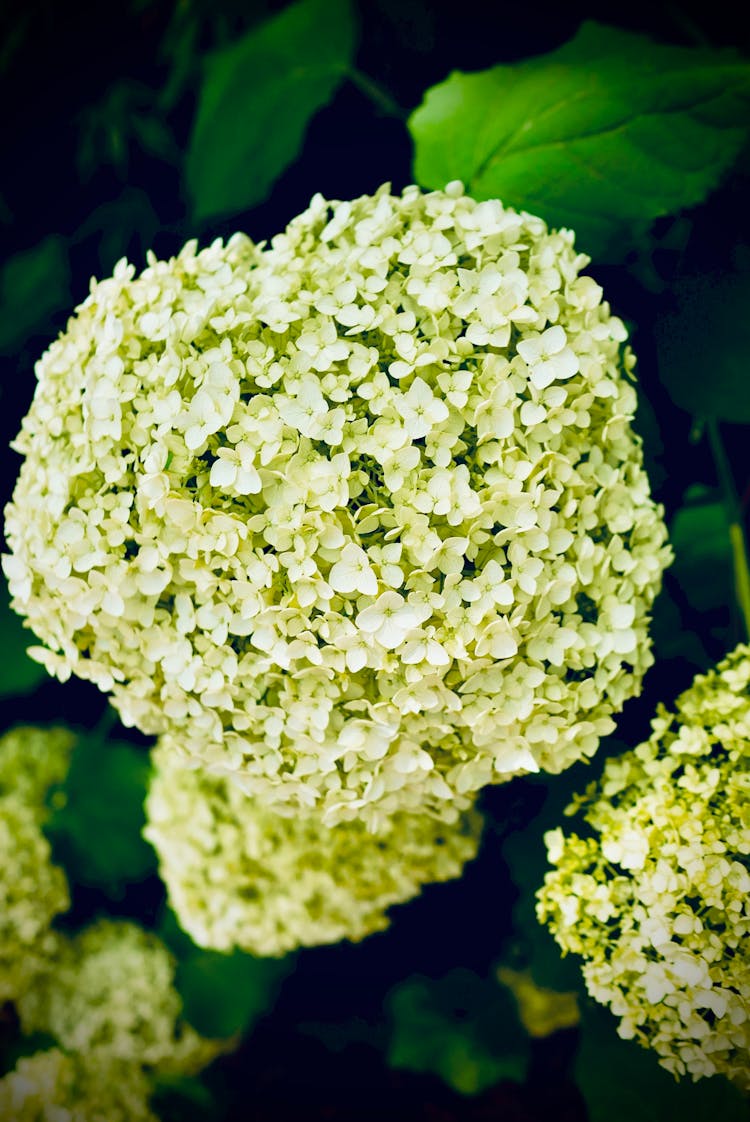 Hydrangea Flowers In Bloom