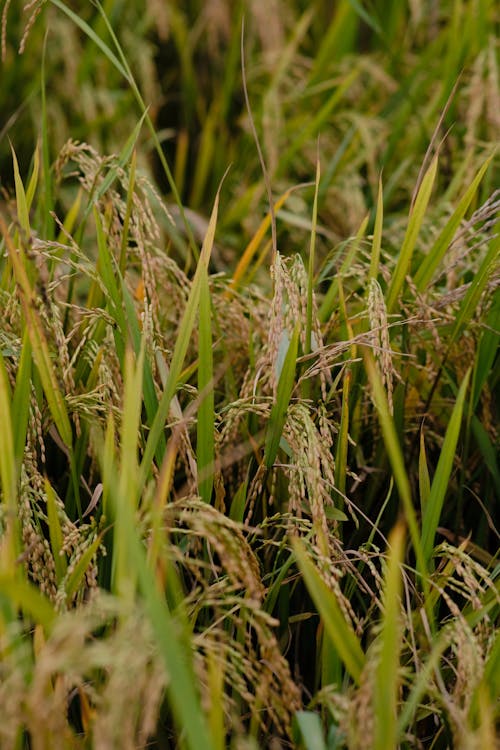 Close-up of Grass 