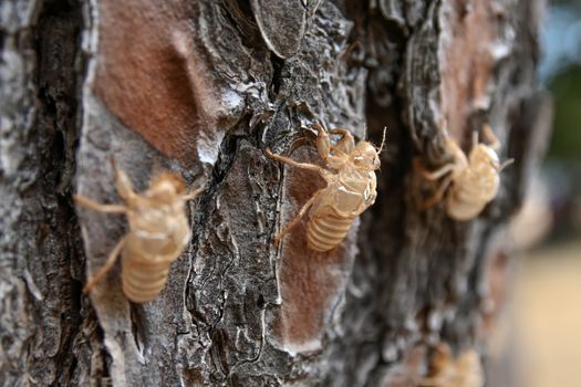 Detailed macro shot of cicada exoskeletons on tree bark showing textures and patterns.